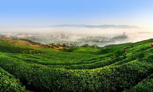 洞悉法规标准、建设绿色茶园——SGS案例分享，12月1日福建厦门等您来！