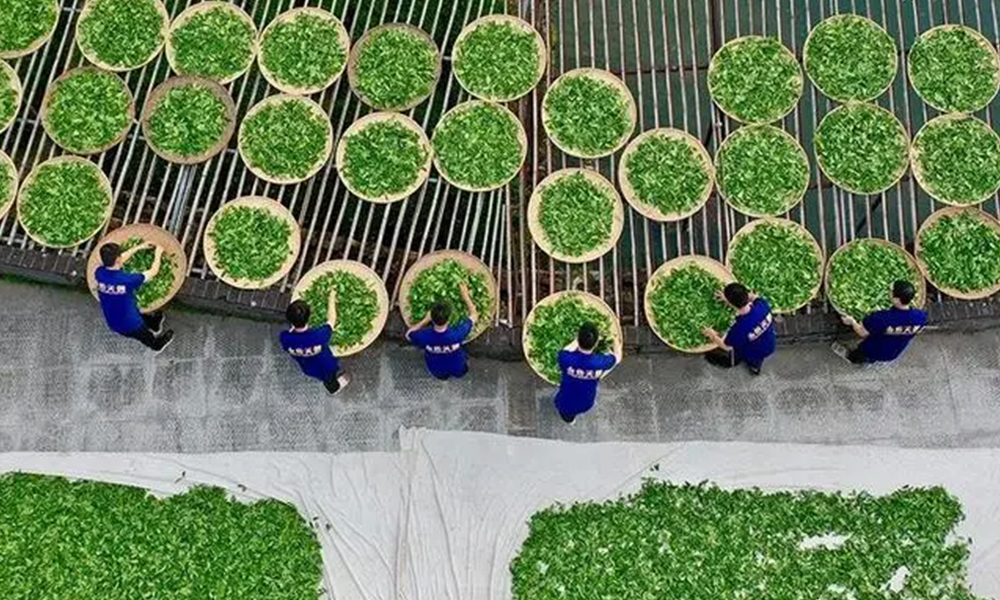 刘书旺：茶行业发展应如何抓住“一带一路”倡议的机遇