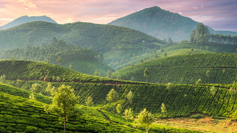 India Tea exports fall 0.81% in first half of 2023 at 96.49 million kg