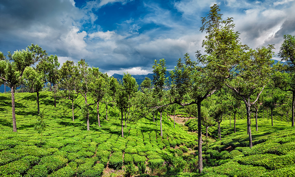 环球观茶丨1月至9月印度茶叶出口量下降4.93%至1.5792亿公斤