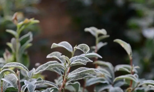 茶园管理｜茶树在低温环境下会受到哪些影响？