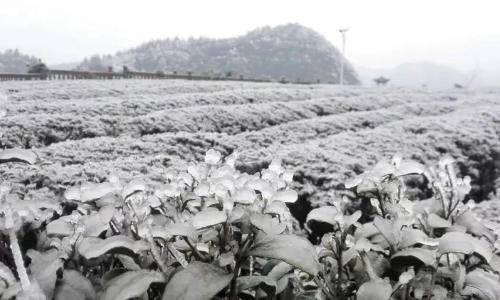 农业农村部：茶叶生产应对低温寒潮天气指导意见（增加应对低温雨雪凝冻措施）