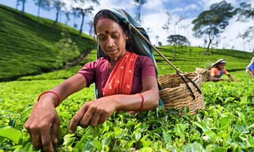 斯里兰卡 | 锡兰红茶出口，将征收18%增值税！仅出口商能退税，不能挽救全行业！