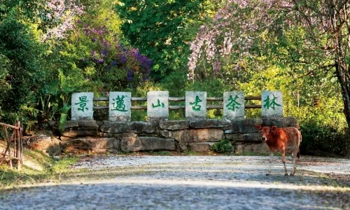 2023茶业十大关键词出炉！这些精彩瞬间你还记得吗？