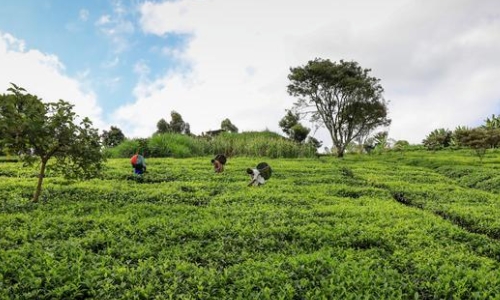 环球观茶丨坦桑尼亚启动茶叶拍卖