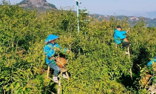 2024最新！福鼎市生态茶园建设技术方案来啦！