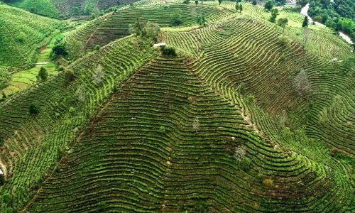 云南省昌宁县2023年实现茶产业综合产值69.5亿元