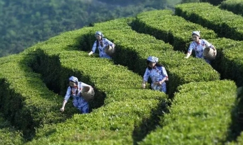 陕西省汉中市干毛茶产值超百亿元