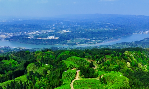 2023年雅茶产业十大关键词