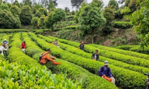 “茶+”融合推动黔茶产业向“四化”发展
