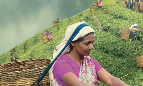 环球观茶丨2024年斯里兰卡茶叶出口收入预计将达到13亿美元