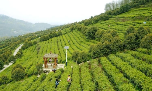 ​浓墨重彩的一抹“绿” ——贵州省茶产业发展报告