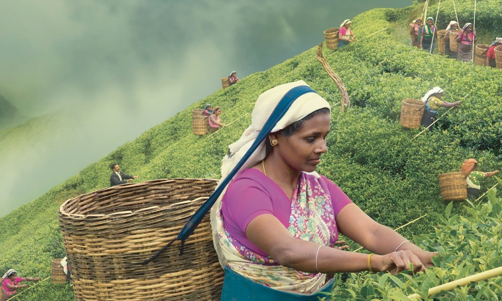 环球观茶丨2023年斯里兰卡茶叶生产与出口数据