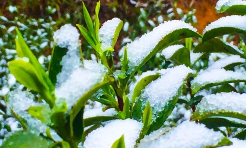 安徽省迎来雨雪冰冻天气，各类茶园请注意做好低温冻害预防！
