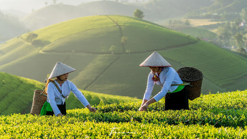 Vietnam’s tea exports rise 85% in January