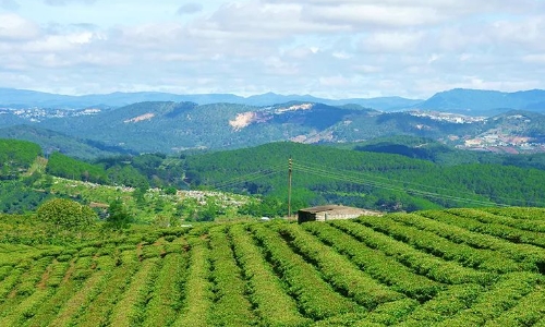 环球观茶丨1月份越南茶叶出口量、额增长85%