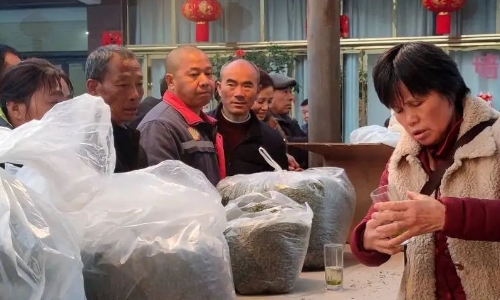 150斤鲜茶卖了7万多元！四川眉山最大茶叶交易市场迎来头茶交易热