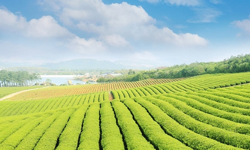 农业农村部：春季茶园生产管理技术指导意见