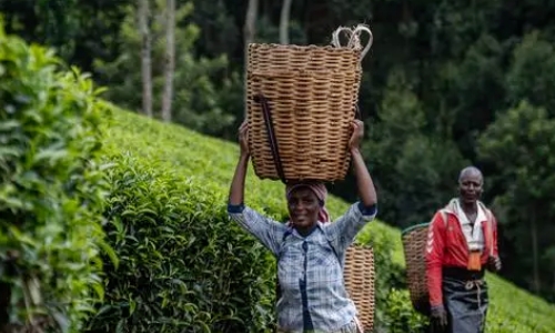 环球观茶丨2023年肯尼亚茶叶出口收入飙升至历史新高