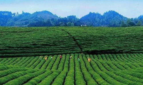 湄潭县茶产业直接出口额位列贵州省县域第一名