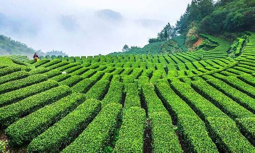 安徽省黄山市建成“茶产业大脑”强化质量监管