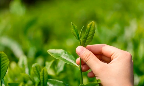 人民日报：春茶全面采摘上市 产量预计比去年增长10%左右
