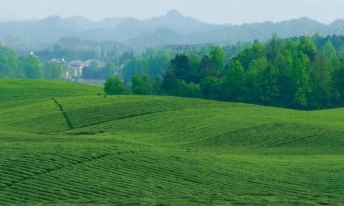 加快发展壮大茶叶等特色产业！贵州省委2024年一号文件公布