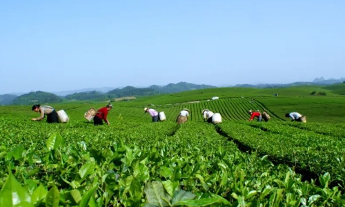 一起“翻开”2024中国好绿茶大会暨第16届贵州茶产业博览会主办地湄潭茶的品牌史