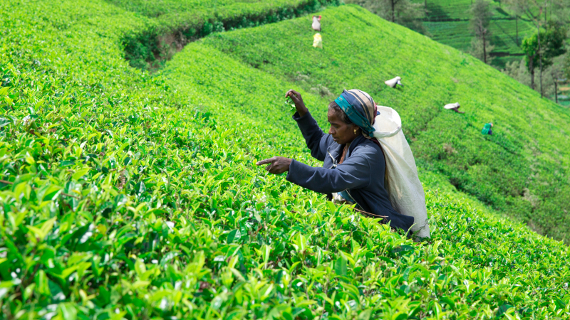 SL Tea exports up in February