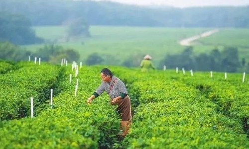 五指山、白沙等中部市县践行“两山”理念，借助生态优势发展壮大茶产业链