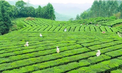 1—4月梧州六堡茶出口同比增长16.6%
