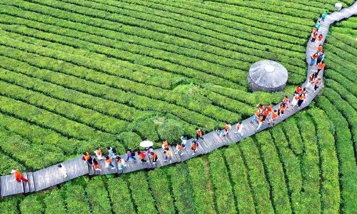 【湖北】2023年湖北茶产业综合产值达855亿元