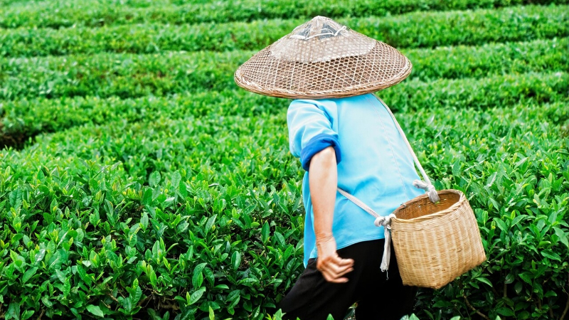 Guizhou's tea industry flourishes in global market