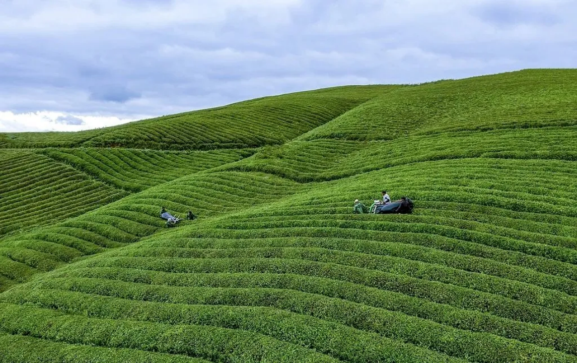 茶叶品牌发展报告｜安徽：皖美徽茶 迎客天下