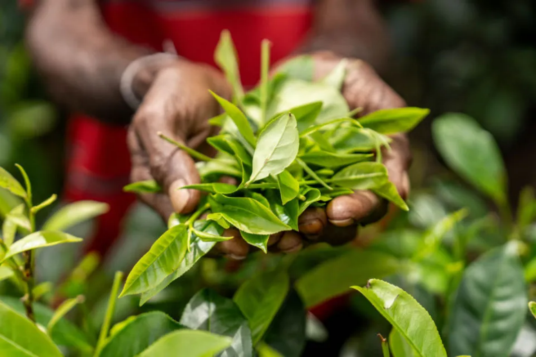 环球观茶|巴基斯坦希望与中国加强茶产业合作以弥补茶叶贸易差