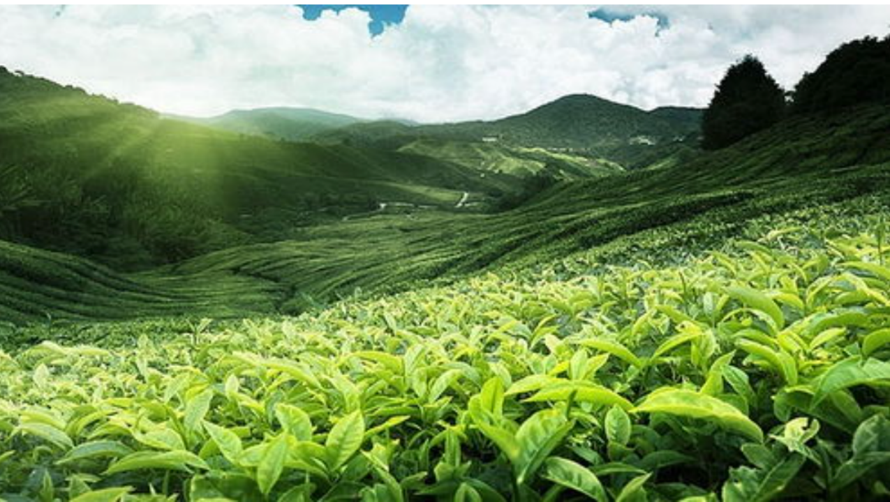 数据丨2024年8月中国茶叶进出口数据