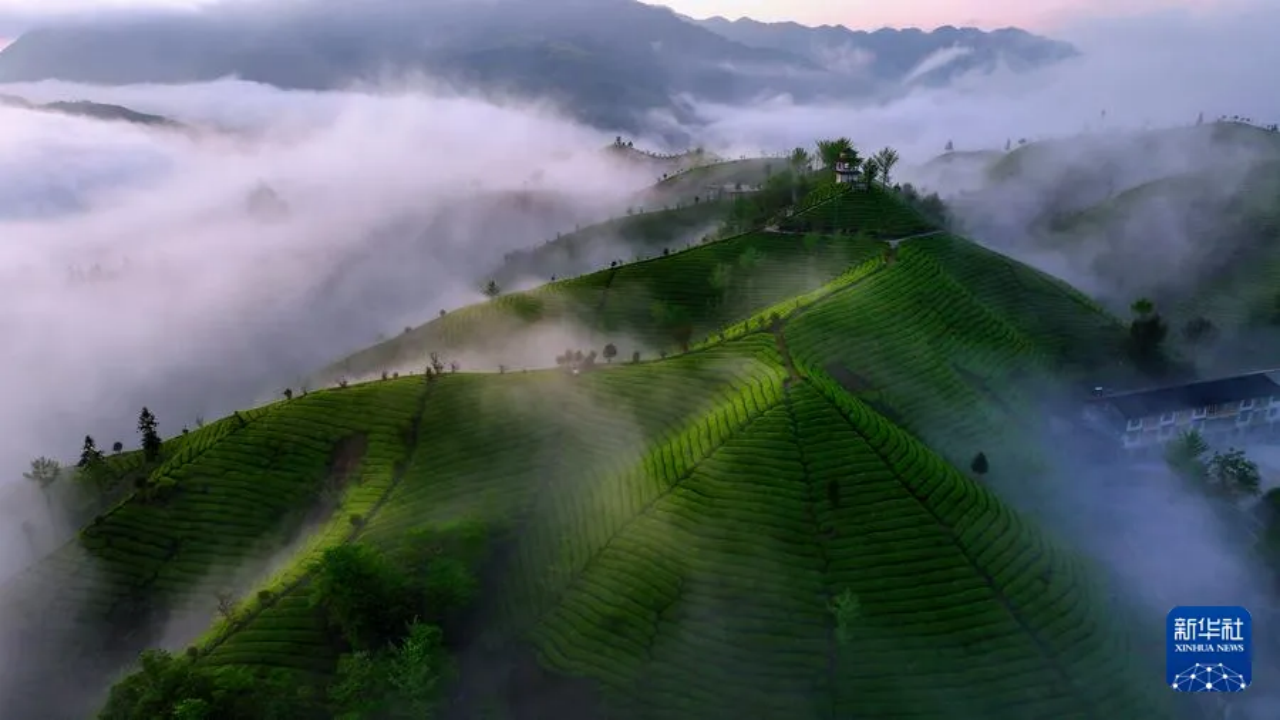 新华社：当年“万里茶道”源头 今日茶香飘往非洲