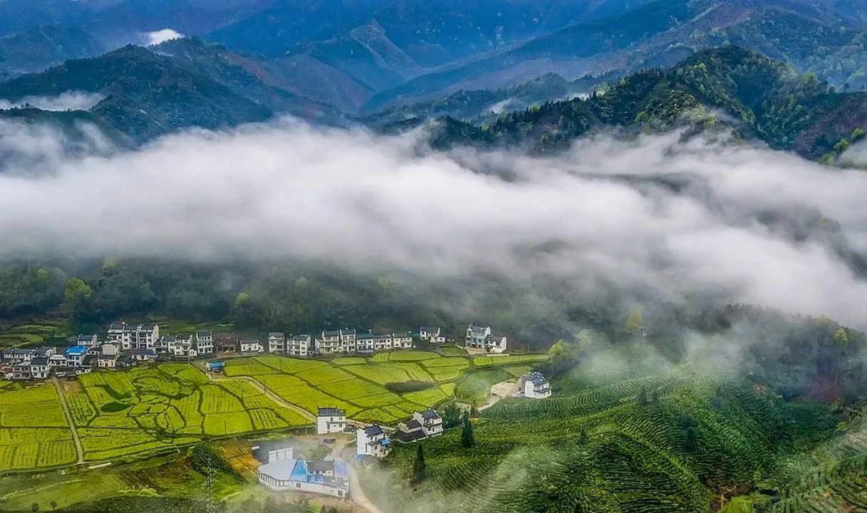 逾百万元货值徽茶出口非洲