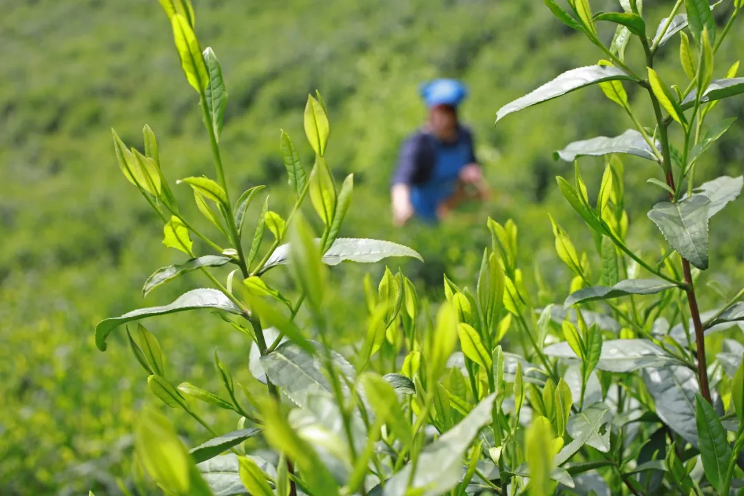 环球观茶|受印度南部茶叶短缺推动，尼泊尔茶叶出口激增52%