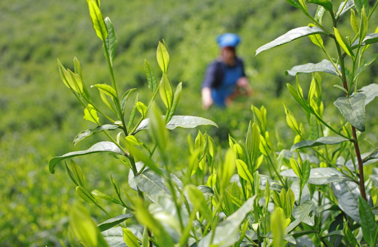 2023年中国内地对非洲出口茶叶情况分析