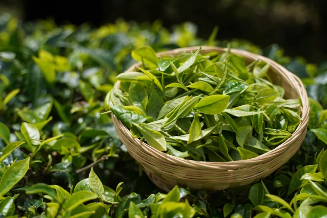 五彩香茶图片