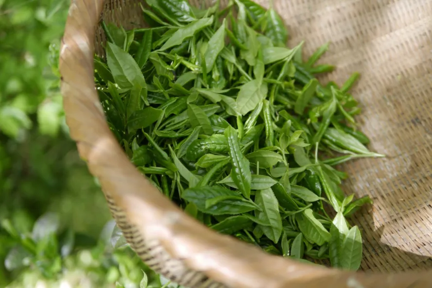 环球观茶|大吉岭茶与尼泊尔茶的贸易争端加剧