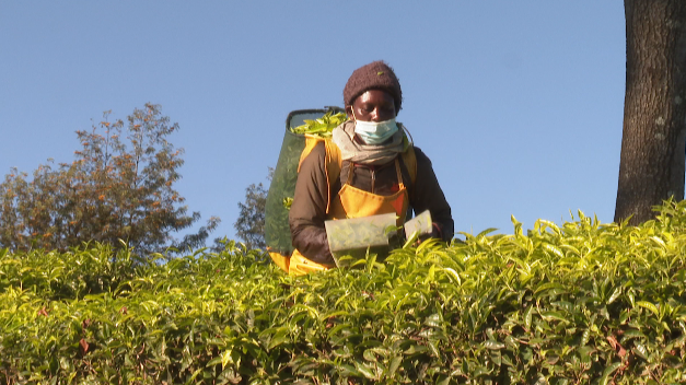 “一带一路”茶叶进出口报告｜与加纳茶贸易洞察：哪些产区在“闷声发大财”？