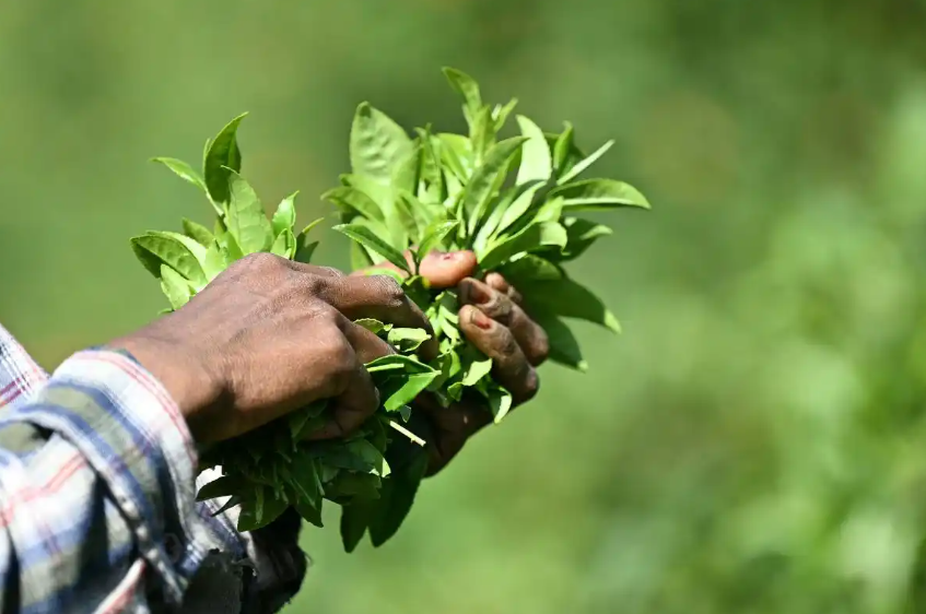 红茶合格率100%，绿茶99.1%！农业农村部2024年国家农产品质量安全例行监测结果公布