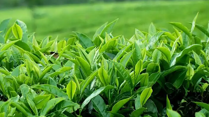 环球观茶|乌兹别克斯坦1-11月茶叶进口：全球第四大茶消费国，独爱中国绿茶