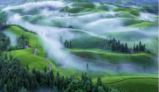 力争2026茶叶创汇8000万美元！鹤峰县长王兵：鹤峰佳茗，向海而兴