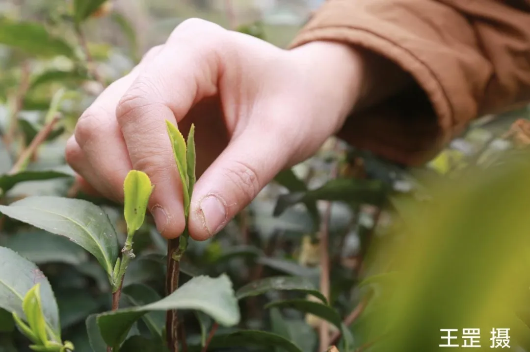 湖北秭归：2025年第一杯新茶新鲜出炉