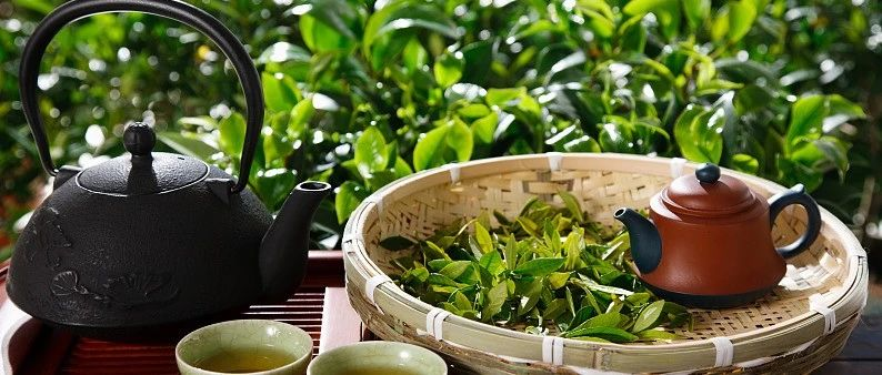 2024中国茶叶出口贸易伙伴揭秘：摩洛哥头号买家 西非新势力崛起