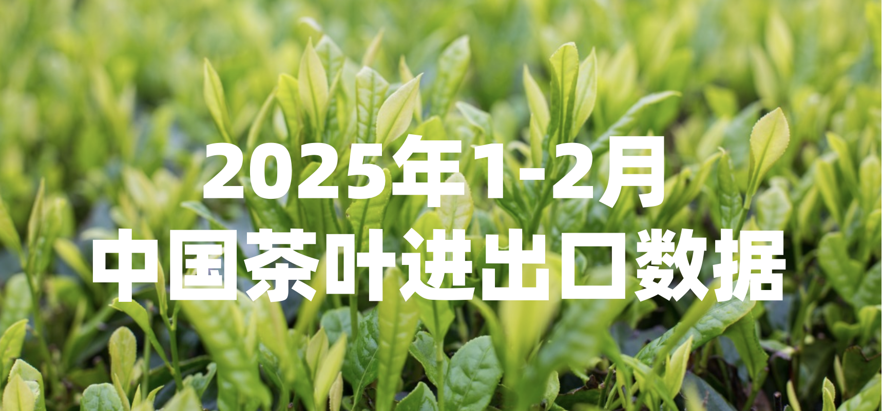 数据丨2025年1月-2月中国茶叶进出口数据