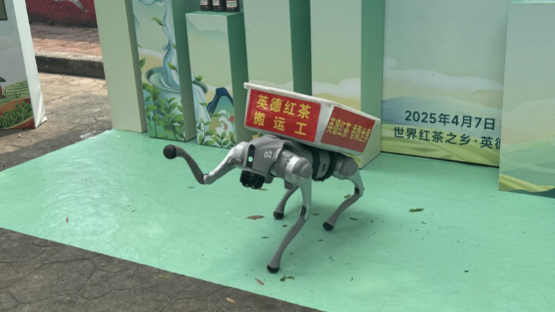 "Smart" Tech Delivers Tea Aroma: Robot Dog Transports Yingde Black Tea, 15kg Each Trip